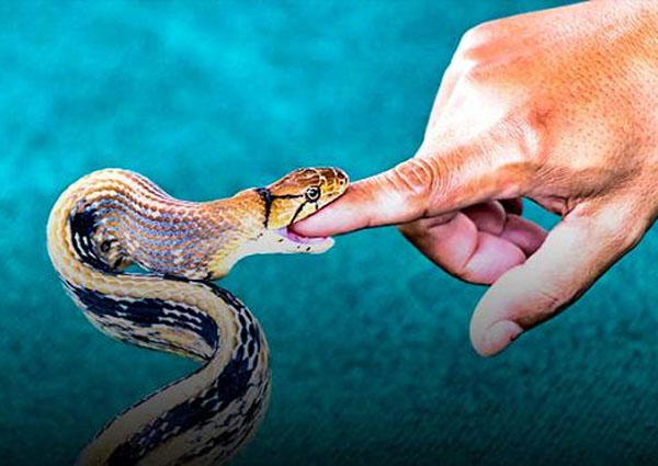 Mộng mị thấy bị rắn cắn trong nước