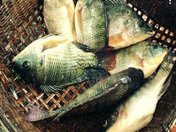 Mơ thấy cá rô phi có điềm báo gì và đánh con gì?