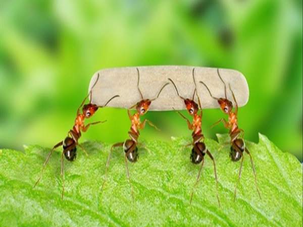 Mơ thấy con kiến là điềm gì, đánh số nào may mắn