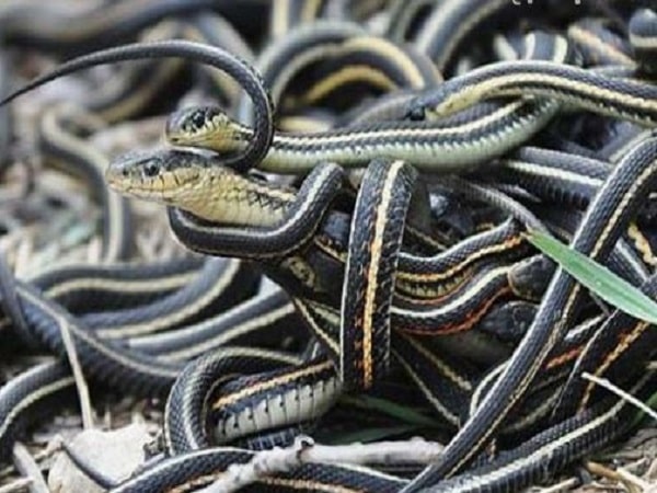 Nằm mơ thấy nhiều rắn có điềm báo gì và đánh con số nào?