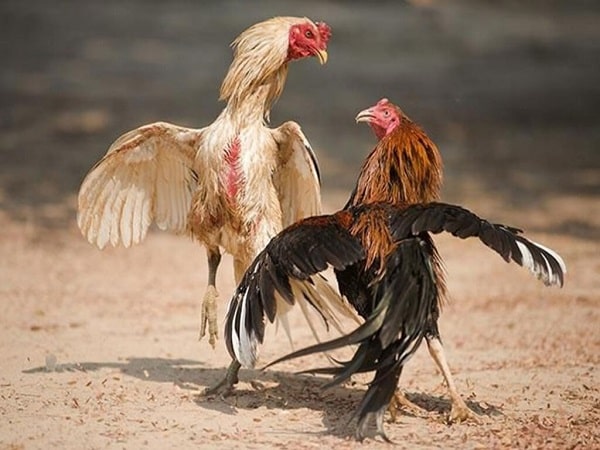 Mơ thấy gà chọi có điềm báo gì và đánh con số nào trúng?