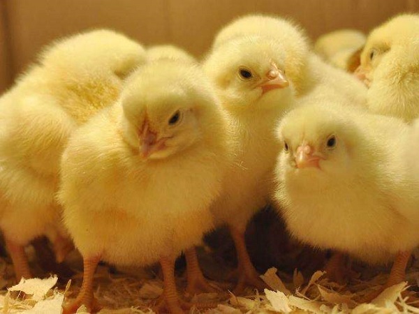 Mơ thấy gà con có điềm báo gì và đánh con gì trúng?