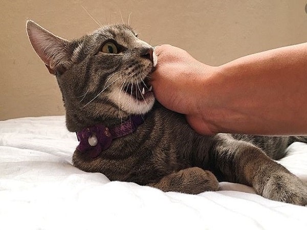Mơ thấy mèo cắn có điềm báo gì và đánh con số nào?