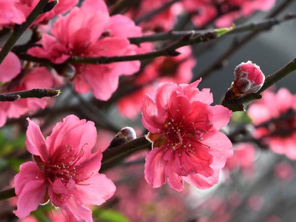 Nằm mơ thấy hoa đào đánh con gì? Điềm báo giấc mơ