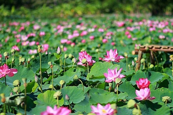 Nằm mơ thấy hoa sen đánh con gì? Điềm báo giấc mơ