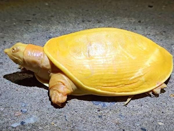 Mơ thấy rùa vàng đánh con gì? Giải mã giấc mơ tốt xấu
