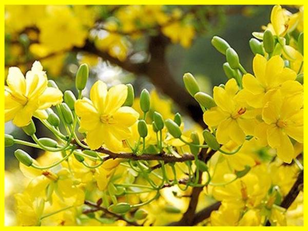 Mơ thấy hoa mai đánh con gì? Điềm báo ý nghĩa giấc mơ