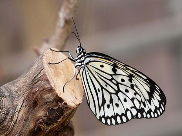 Nằm mơ thấy bướm đánh con gì? Điềm báo giấc mơ