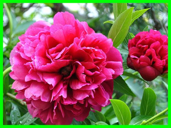 Mơ thấy hoa mẫu đơn đánh con gì? Điềm báo ý nghĩa giấc mơ