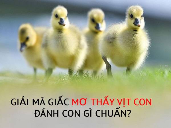 Luận giải giấc mơ thấy vịt con đánh con gì may mắn nhất?