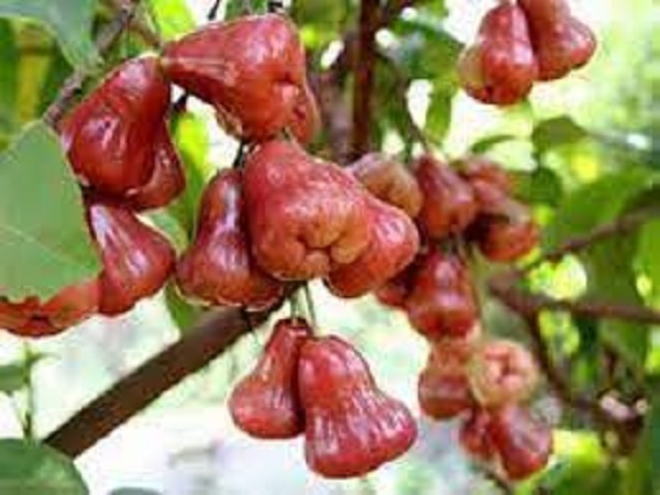 Nằm mơ thấy quả roi đánh con gì? số mấy dễ trúng?