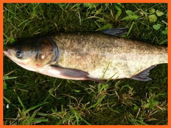 Mơ thấy cá mè đánh số mấy