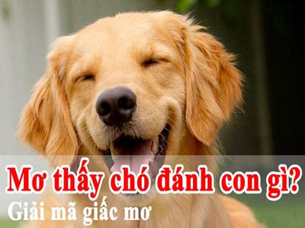 Con chó số mấy? Luận giải giấc mơ thấy con chó