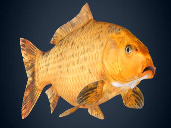 Nằm mơ thấy cá chép vàng mang ý nghĩa gì?