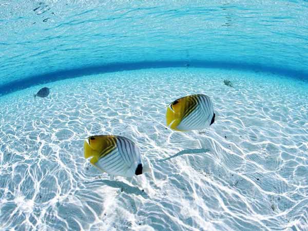 Nằm mơ thấy cá bơi trong nước là điềm báo gì? Đánh số mấy?