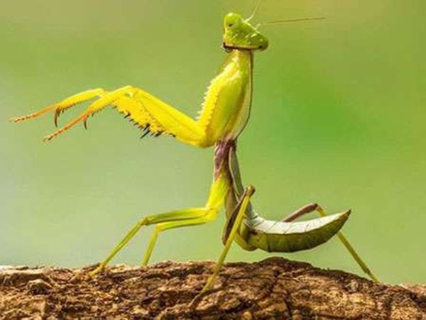 Con bọ ngựa số mấy? Ngủ mơ thấy bọ ngựa điềm báo gì?