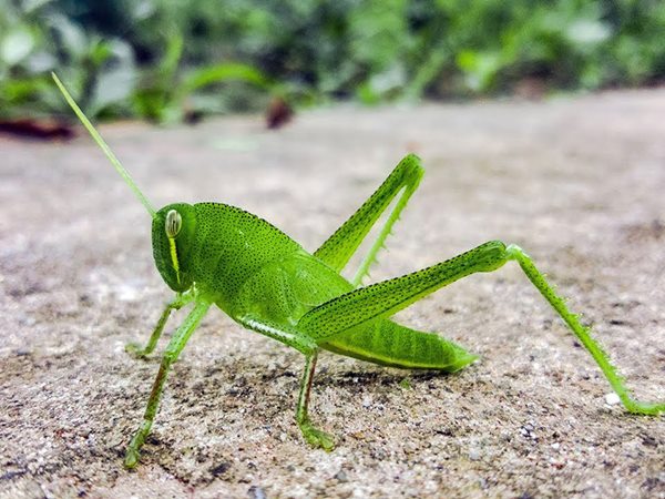 Châu chấu màu xanh là số mấy – Giải mã giấc mơ châu chấu