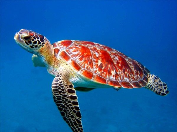 Phân giải ý nghĩa giấc mơ thấy con rùa số mấy, dự báo điềm may mắn hay tai họa sắp tới?