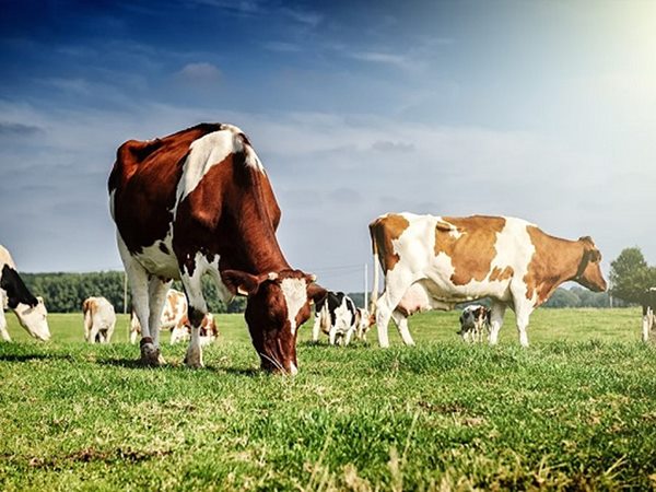 Mơ thấy bò đánh con gì, dự báo điềm hung hay cát?