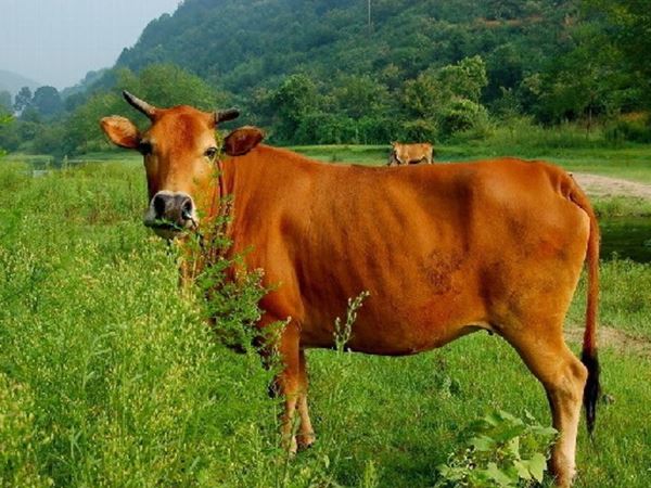 Mơ thấy bò vàng là số mấy, báo mộng điềm đen hay đỏ?
