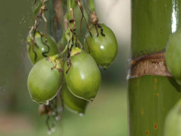 Điềm báo giấc mơ thấy quả cau là gì? Đánh số mấy?