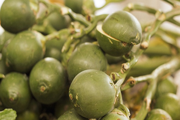 mơ thấy quả cau