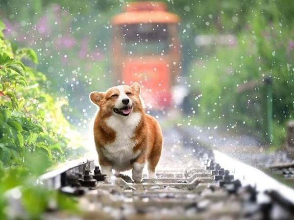 Nằm mơ thấy chó vào nhà đánh con gì hay ra