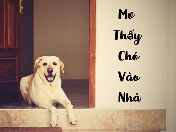 Điềm báo ý nghĩa từ giấc mơ thấy chó vào nhà