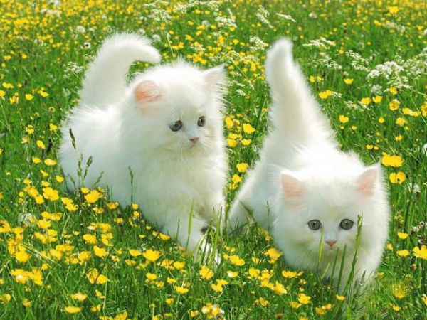 Nằm mơ thấy mèo trắng may hay xui đánh con gì sinh sôi tài lộc?