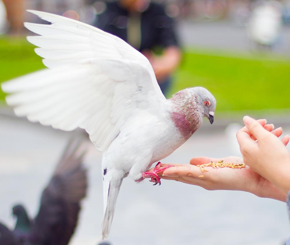 Mơ thấy chim bồ câu liên quan đến con số gì?