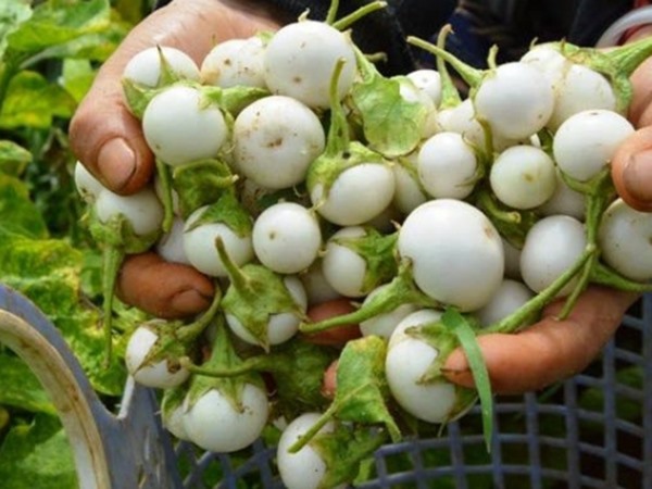 Mơ thấy quả cà pháo đánh con gì vào bờ, là điềm gì?