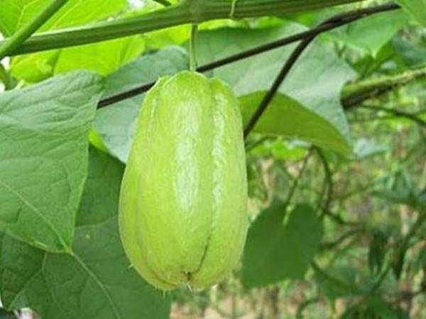 Nằm mơ thấy quả su su là số nào nên chọn đánh số mấy