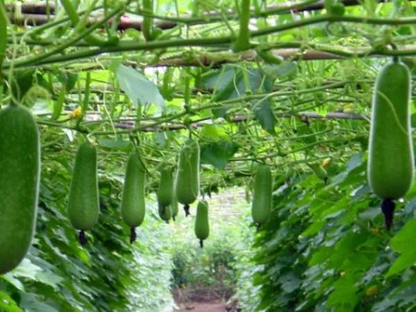 Ngủ mơ thấy quả bí xanh là số nào nên đánh số mấy