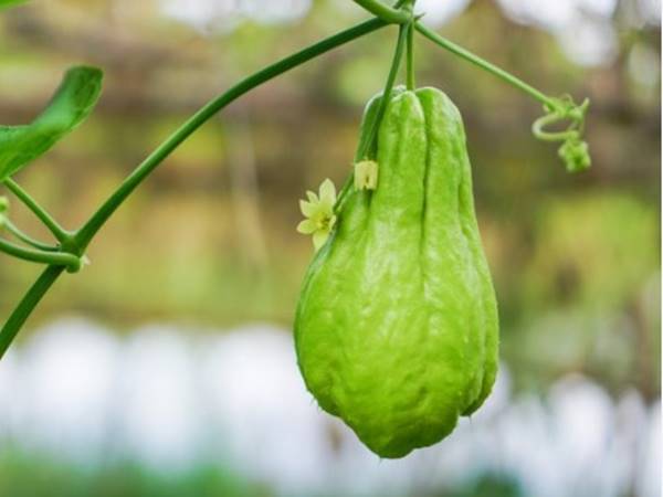 Nằm mơ thấy quả su su là số nào nên chọn đánh số mấy