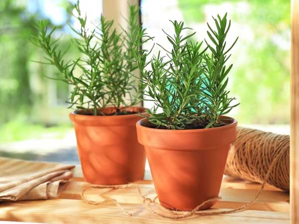 Nằm mơ thấy cây hương thảo tốt hay xui đánh con gì giải xui?