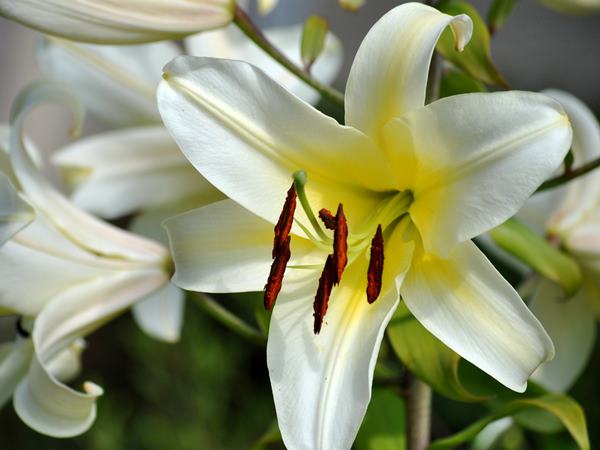Giải mã nằm mơ thấy hoa ly đánh số con gì chọn số mấy