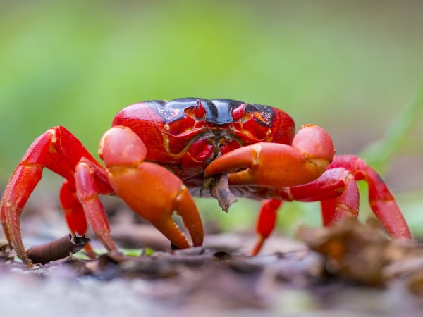 Phân tích ý nghĩa điềm báo đi đường gặp cua tốt lành hay xui xẻo?
