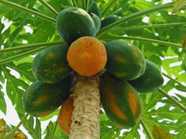 Nhìn thấy cây đu đủ mua vé số con gì may mắn