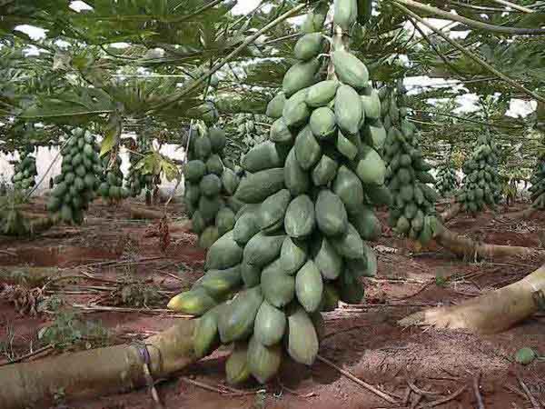 Ý nghĩa của việc nhìn thấy cây đu đủ