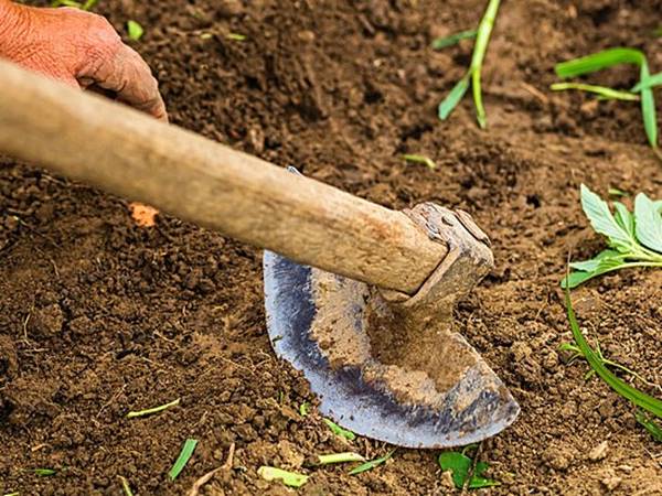 Thấy cuốc đất dễ xuất hiện con số gì dễ trúng thưởng nhất