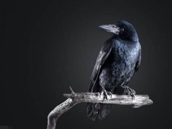 Giải mã các điềm báo khi thấy quạ đen kêu