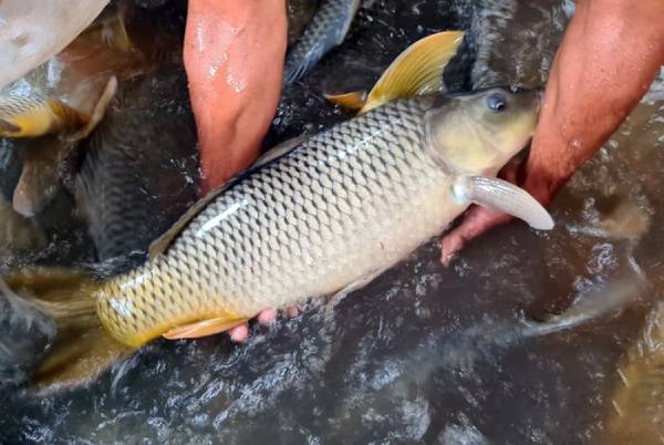 Gặp cá chép có thực sự là điềm báo tốt hay không?