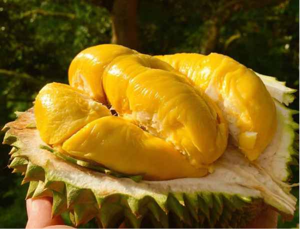 Ngủ mơ thấy quả sầu riêng báo hiệu vận may tài lộc?