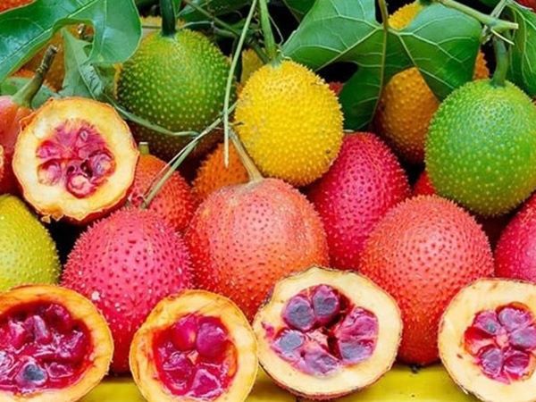 Ngủ mơ thấy quả gấc có phải điềm báo phú quý?