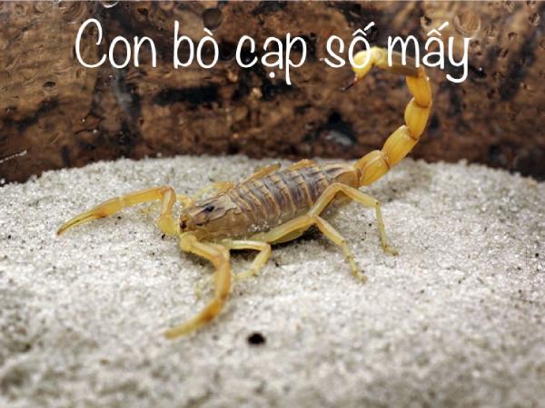 Cách Sử Dụng Con Số Bọ Cạp Hiệu Quả