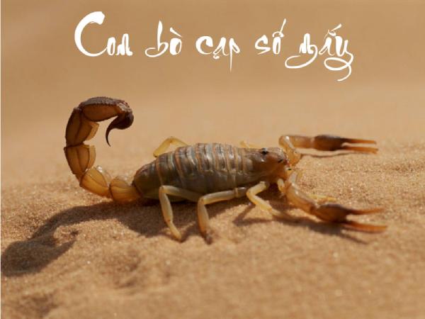 Bọ cạp số mấy, giải mã ý nghĩa con bọ cạp theo phong thủy