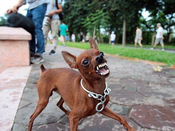 Chó cắn số mấy, nằm mơ thấy chó cắn hên hay xui?