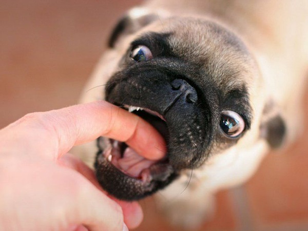 Chó cắn số mấy, nằm mơ thấy chó cắn hên hay xui?