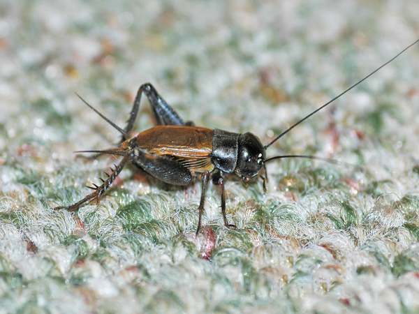 Con dế số mấy theo phong thủy