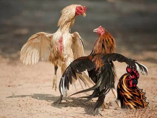 Nằm mơ thấy gà trống là điềm gì, chọn con gì phát tài?